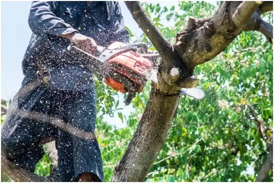 tree services Oakdale